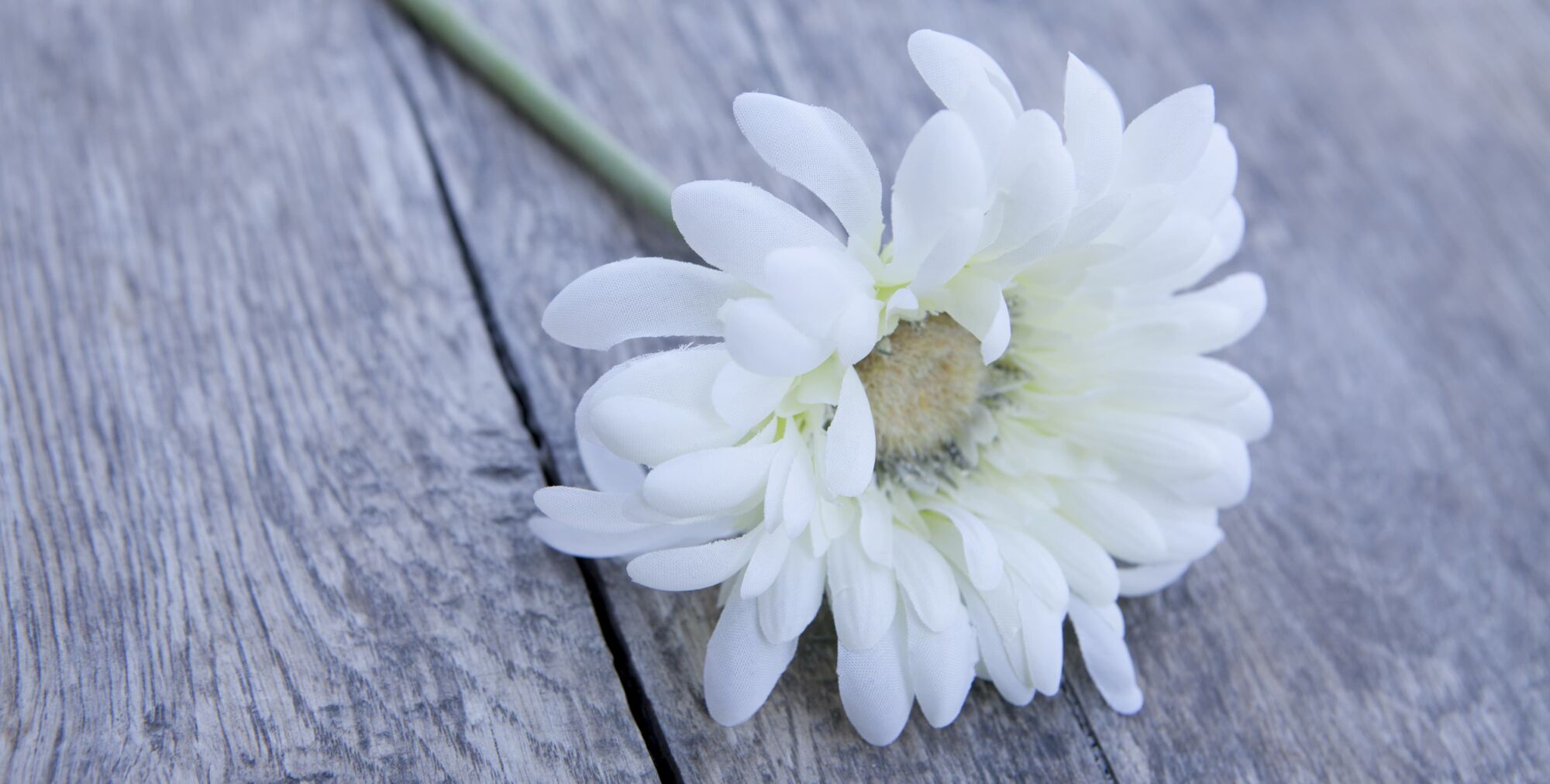 FLEUR FUNERAILLE | Pompes funèbres JUND Pompes funèbres pour l’organisation des obsèques à côté de Brumath et Strasbourg Strasbourg 1